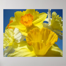 Botanical prints Framed Art Gifts Yellow Daffodils