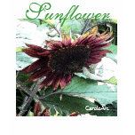 Botanical Sun Flower Tee t-shirts