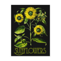 Botanical Sunflowers Dusky Postcard 2