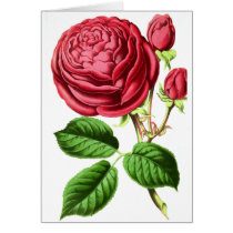 Botanical Tea Rose Greeting Cards