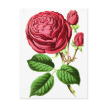 Botanical Tea Rose Postcards