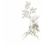 Botanical Tee t-shirts