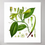 Botanical Vanilla Print