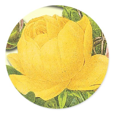 Botanical Yellow Rose Sticker by thegardenpages