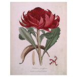 botanicals flyers