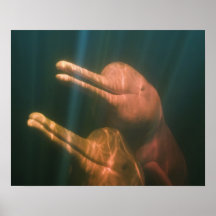 Boto, or Amazon River Dolphin (Inia geoffrensis) Posters