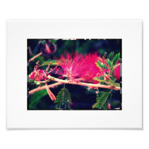 Bottle Brush Photo Print