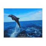 Bottle nose dolphin postcard