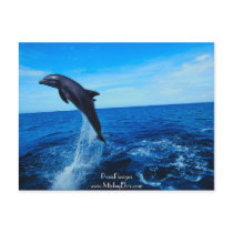 Bottle nose dolphin postcard