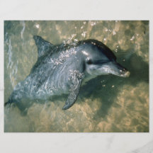 Bottle-nosed dolphin personalized flyer