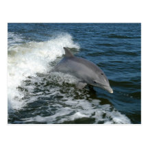 bottlenose dolphin photo postcard
