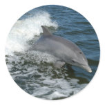 bottlenose dolphin photo stickers
