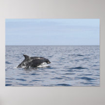 Bottlenose Dolphin Print
