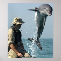 Bottlenose Dolphin Posters