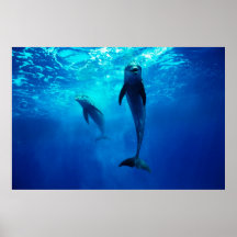 Bottlenose Dolphin Poster FROM 8.99