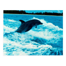 Bottlenose dolphin (Tursiops truncatus), Bahama Is Postcard