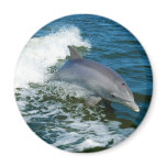 Bottlenose Dolphin Tursiops Truncatus