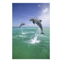 Bottlenose Dolphins Tursiops truncatus) 4 Photographic Print