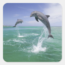 Bottlenose Dolphins Tursiops truncatus) 4 Sticker