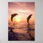 Bottlenose Dolphins Tursiops truncatus) 8