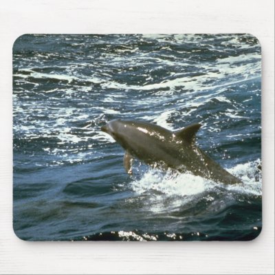 Bottlenose whale mousepads by lolanimals