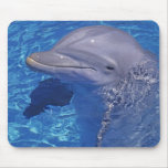 Bottlenosed Dolphin, Tursiops Truncatus Mousepads