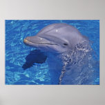 Bottlenosed Dolphin, Tursiops Truncatus posters