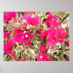 Bougainvillaea Print