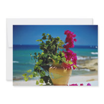 Bougainvillea, Baja, Mexico  flowers Custom Announcements