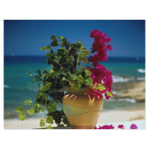 Bougainvillea, Baja, Mexico Flyers