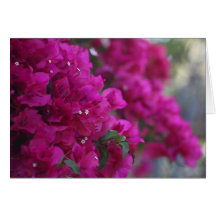 bougainvillea greeting card