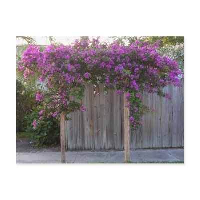 Bougainvillea Postcard by craftycorner
