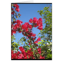 Bougainvillea Products Greeting Cards