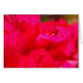 Bougainvilleas Card