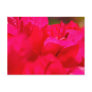Bougainvilleas Post Card