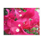 Bouganvilla Postcards