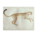 Bounding cheetah with a red collar postcards