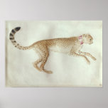 Bounding cheetah with a red collar posters