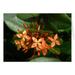Bouquet of Ixora Cards