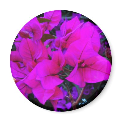 bourgenvilla refrigerator magnet by roseroserose