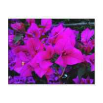 bourgenvilla post cards