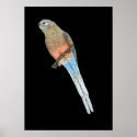 Bourke's Parrot - Neophema bourkii posters