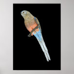 Bourke's Parrot - Neophema bourkii posters