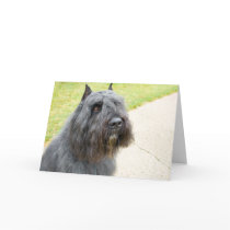 Bouvier des Flandres