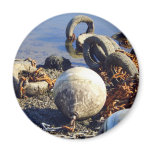 Bouys in chains magnets