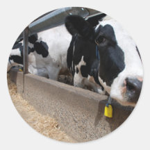 Bovine - One of the Heard Sticker