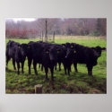 Bovine posters