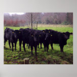 Bovine posters