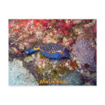 Box fish, Mauritius Post Cards