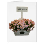 Box of daisies cards